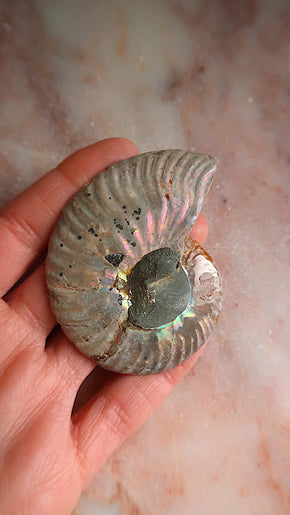 Natural Ammonite