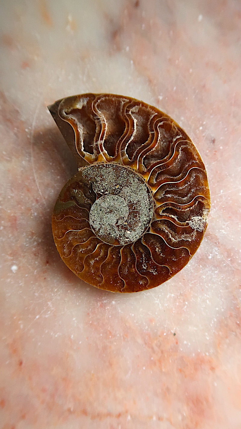 Natural Ammonite