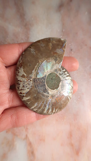 Natural Ammonite