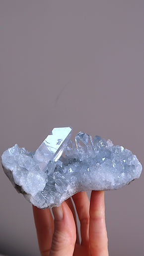Premium Celestite Cluster