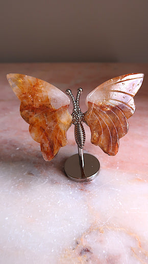 Golden Healer Butterfly