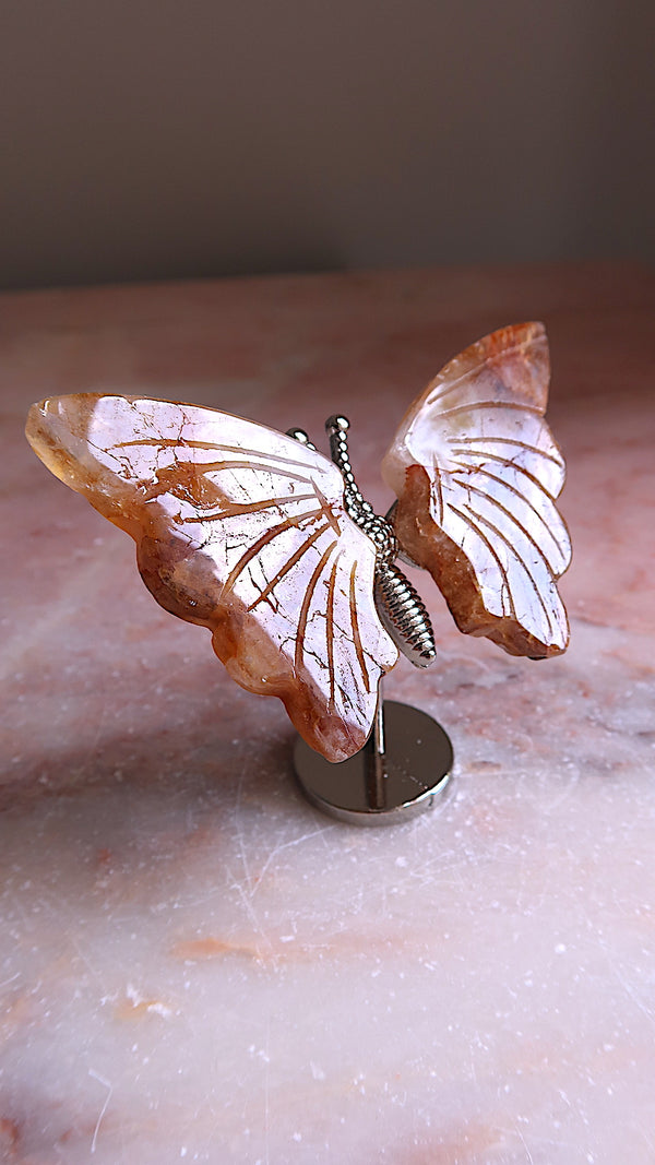 Golden Healer Butterfly