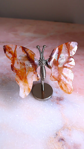 Golden Healer Butterfly