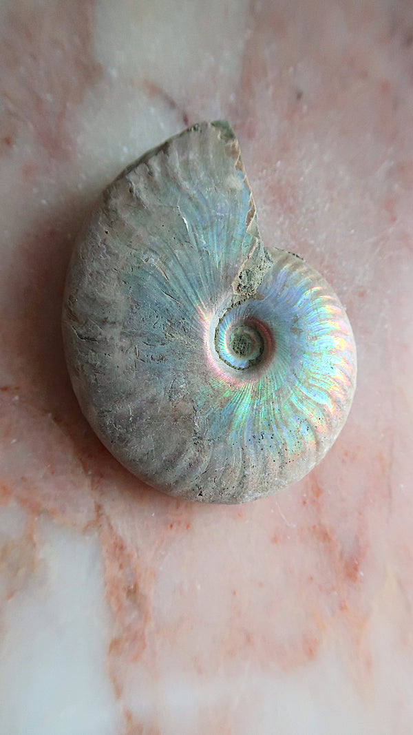 Natural Rainbow Ammonite