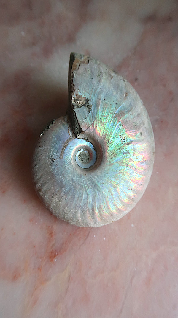 Natural Rainbow Ammonite