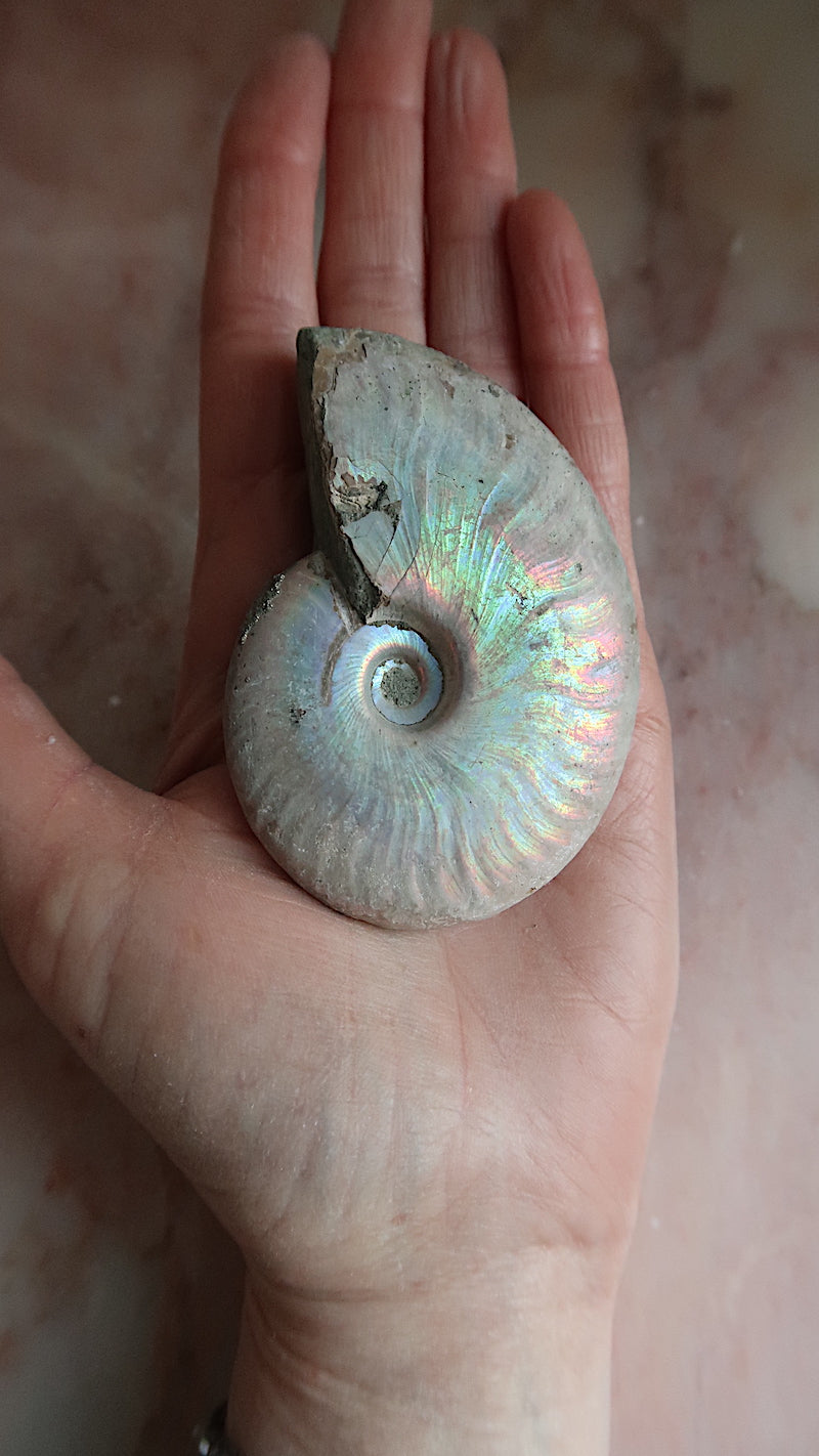 Natural Rainbow Ammonite