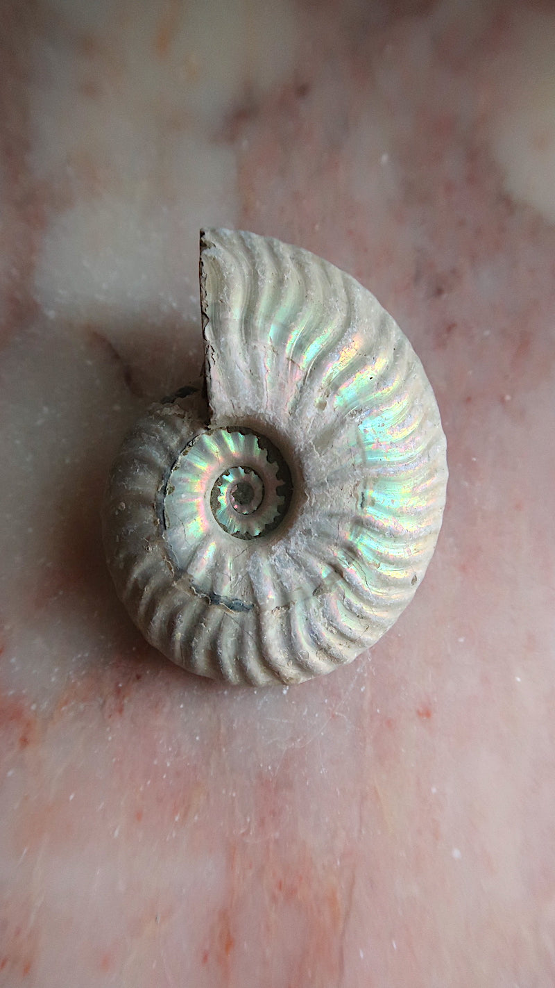 Natural Rainbow Ammonite