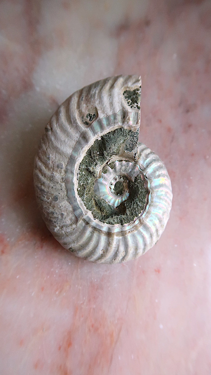 Natural Rainbow Ammonite