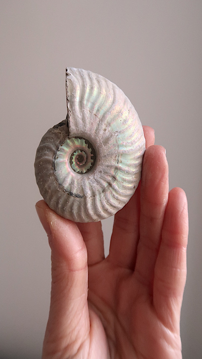 Natural Rainbow Ammonite