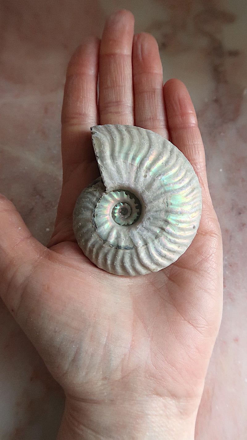 Natural Rainbow Ammonite