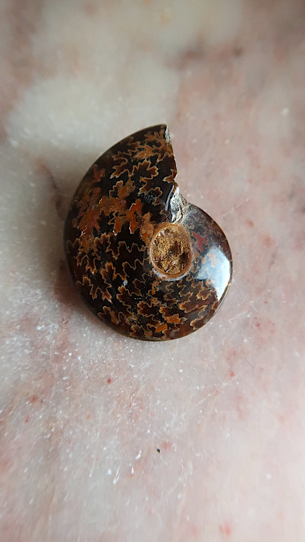 Natural Ammonite