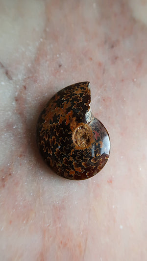 Natural Ammonite