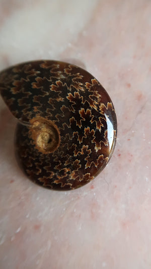 Natural Ammonite