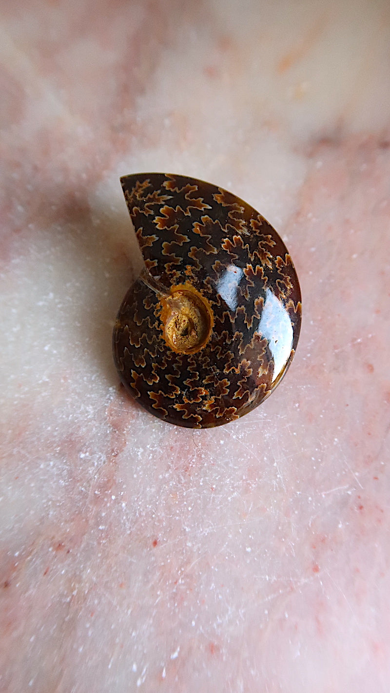 Natural Ammonite