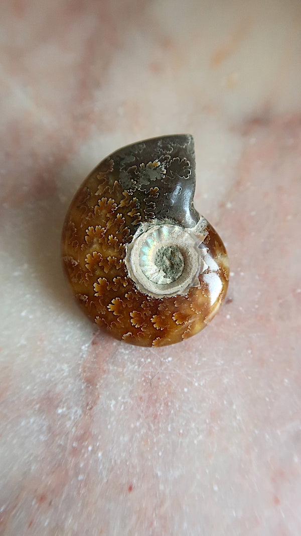 Natural Ammonite