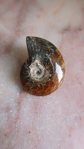 Natural Ammonite