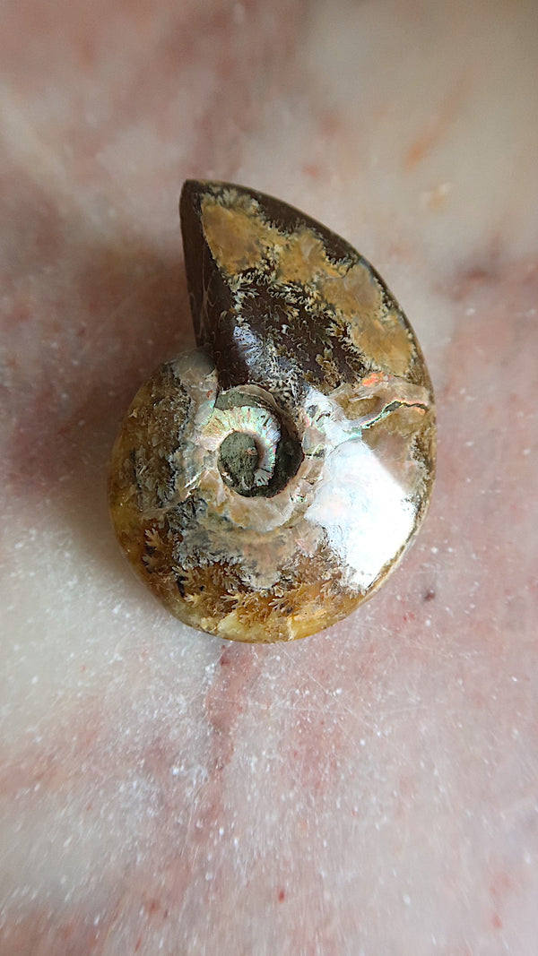 Natural Ammonite