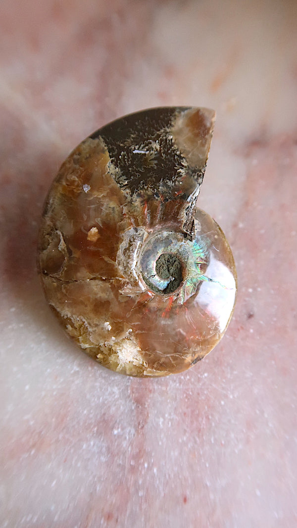 Natural Ammonite