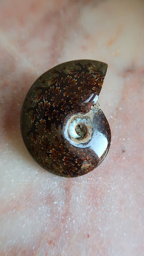 Natural Ammonite