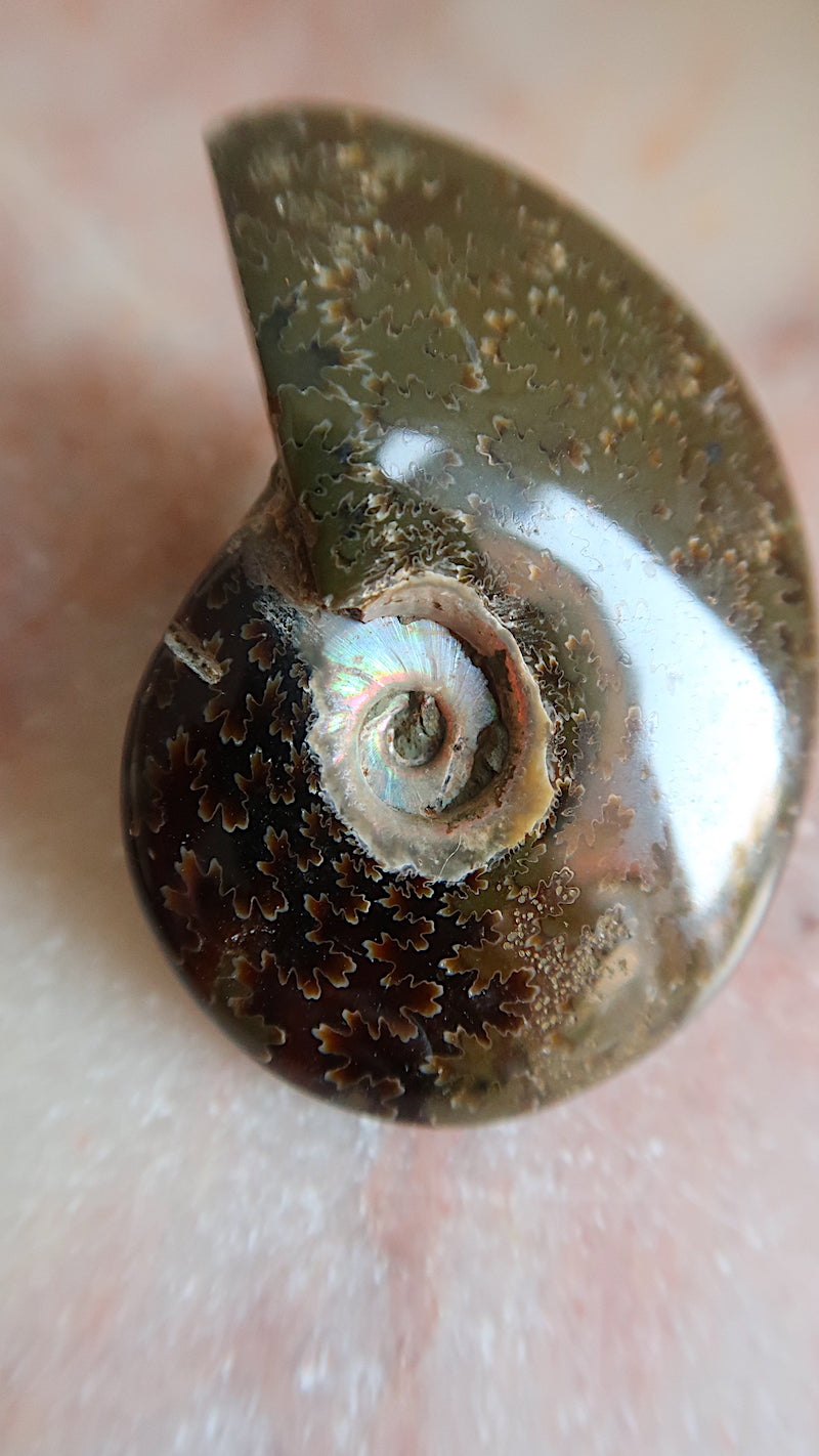 Natural Ammonite