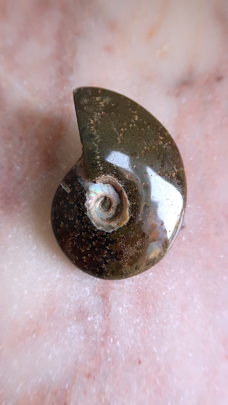 Natural Ammonite