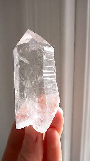 Premium Large Lemurian