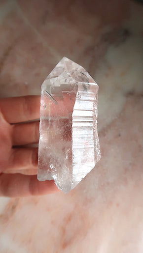 Premium Large Lemurian