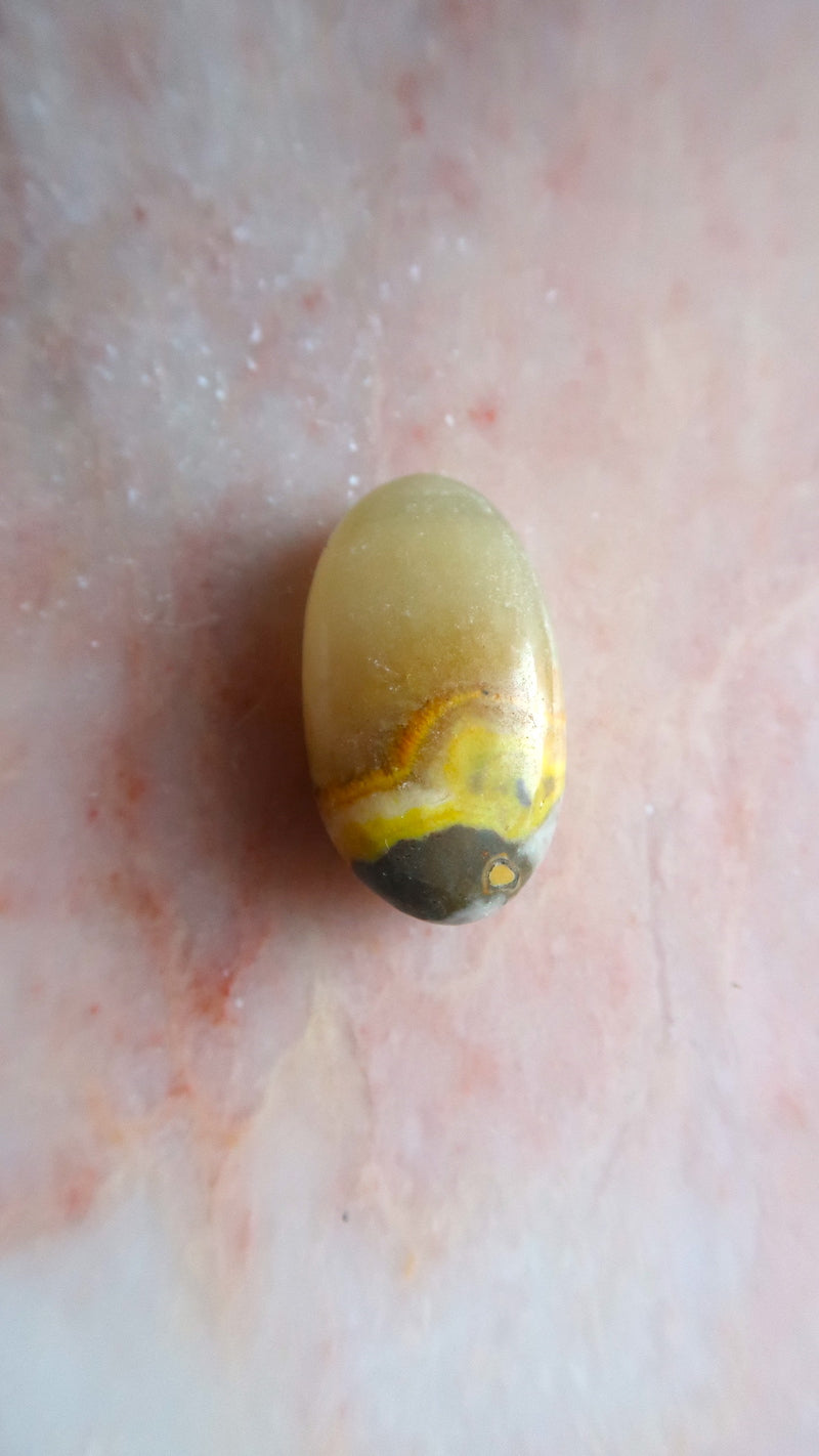 Bumble Bee Jasper