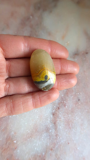 Bumble Bee Jasper