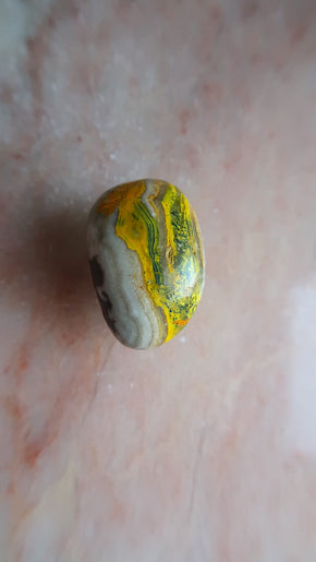 Bumble Bee Jasper