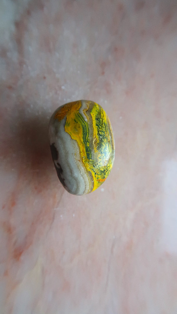 Bumble Bee Jasper