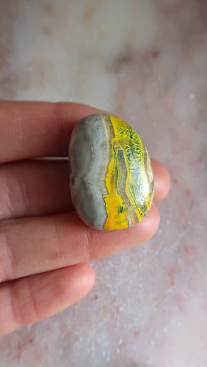 Bumble Bee Jasper