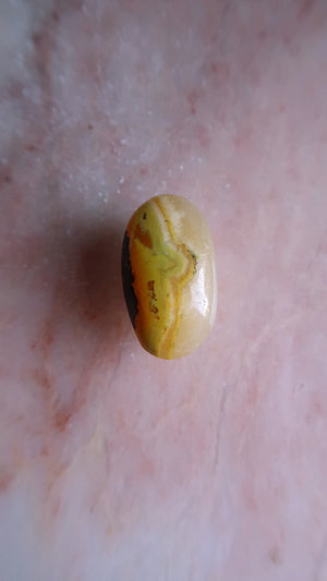 Bumble Bee Jasper