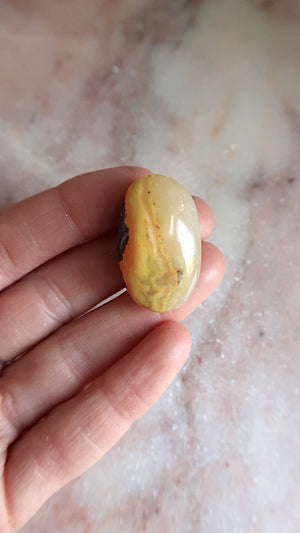 Bumble Bee Jasper