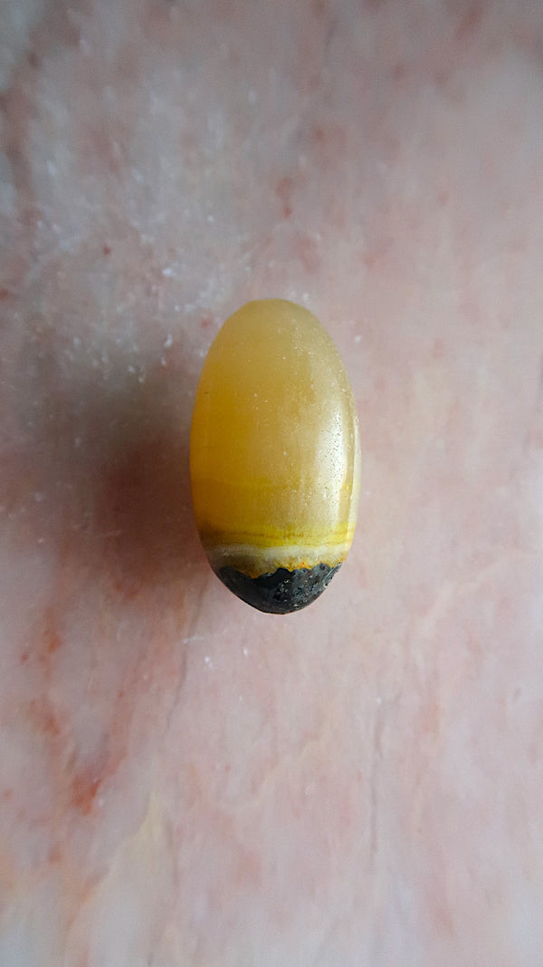 Bumble Bee Jasper