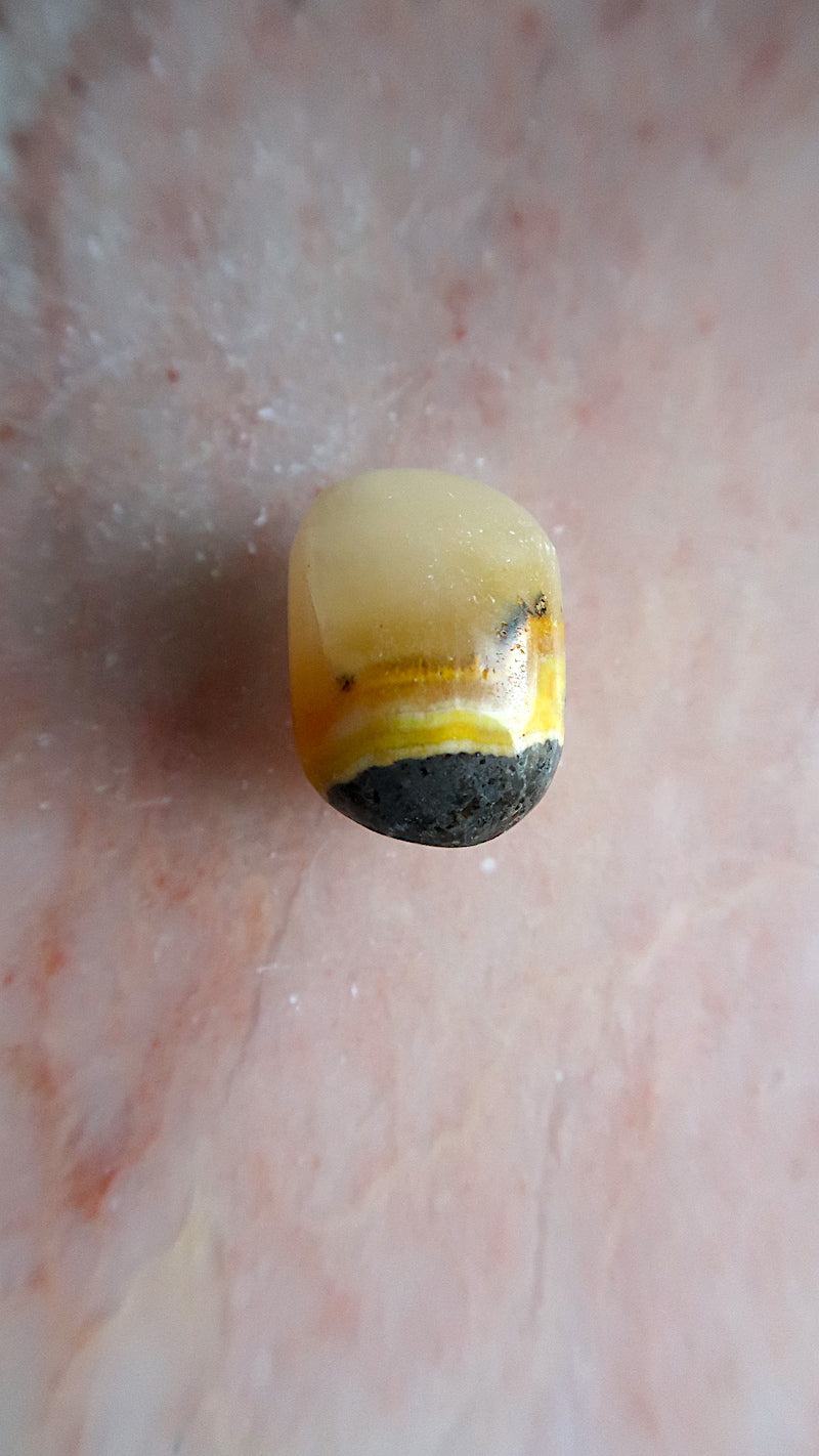 Bumble Bee Jasper