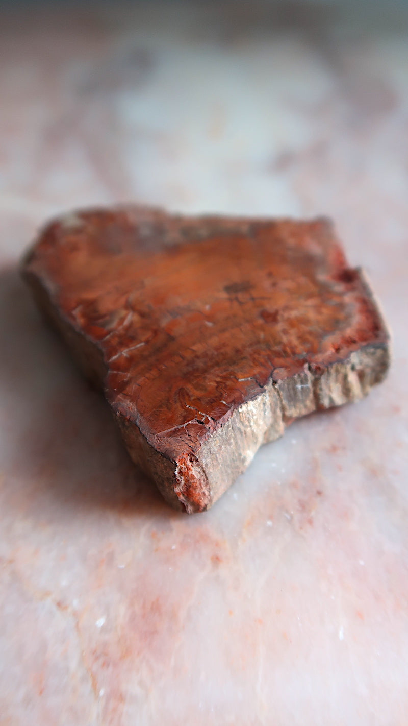 Petrified Wood Slice