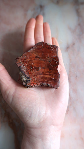Petrified Wood Slice
