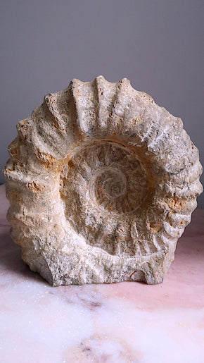 Extra Large Natural Ammonite