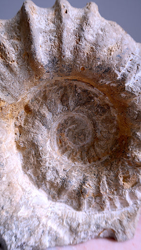 Extra Large Natural Ammonite