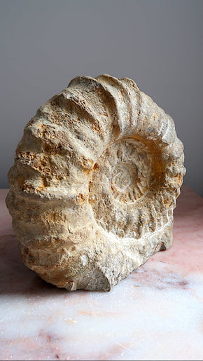 Extra Large Natural Ammonite