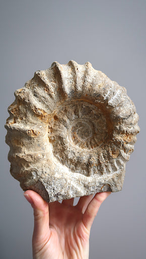 Extra Large Natural Ammonite
