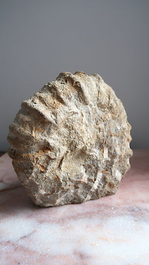 Extra Large Natural Ammonite