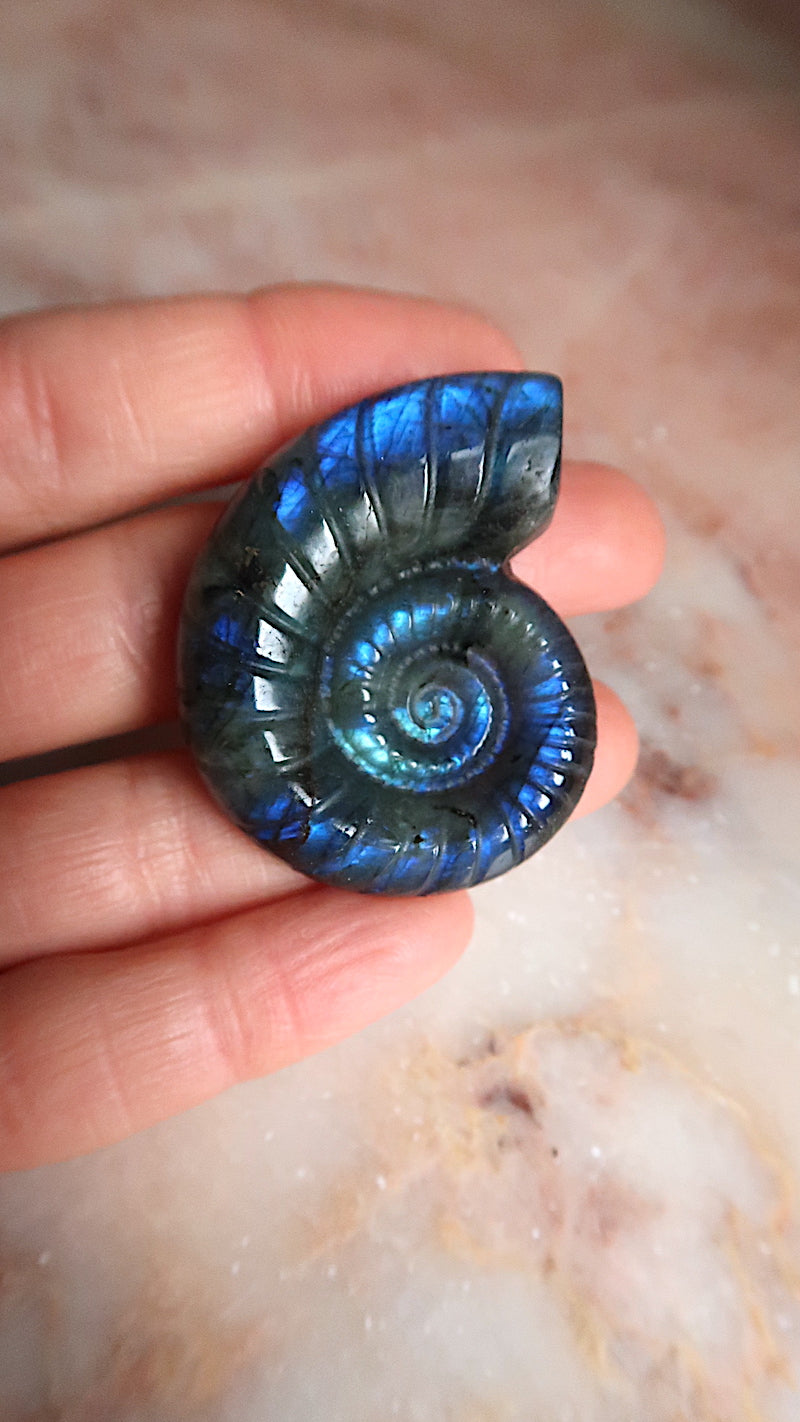 Labradorite Ammonite
