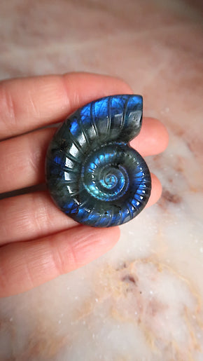 Labradorite Ammonite