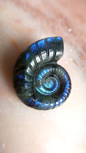 Labradorite Ammonite