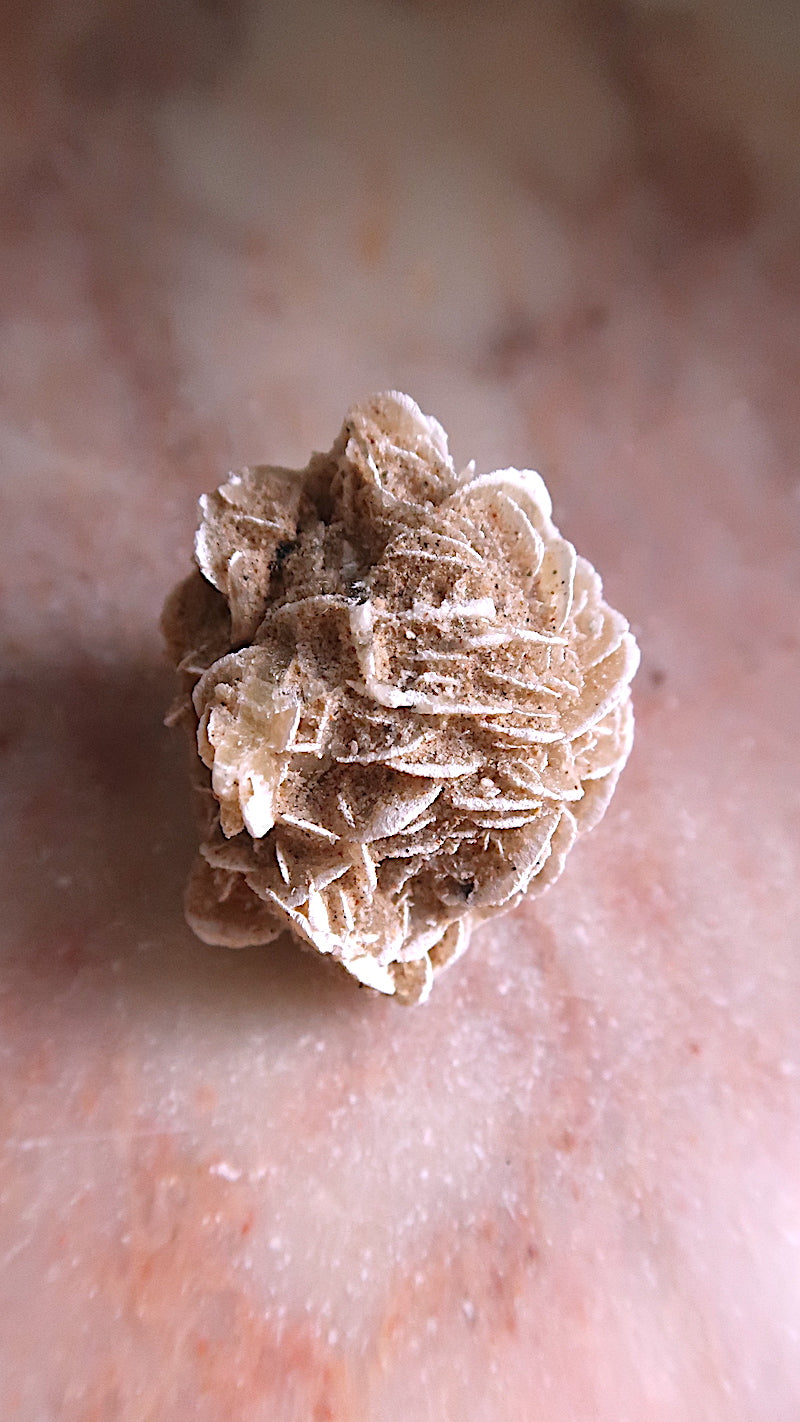 Desert Rose