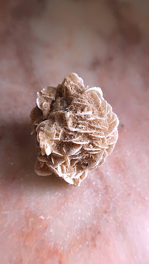 Desert Rose