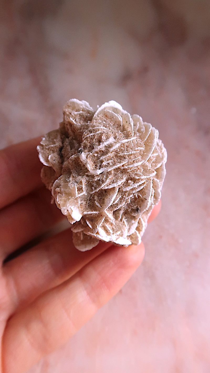 Desert Rose