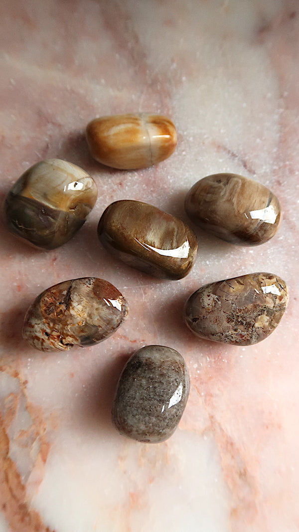 Petrified Wood Tumbles